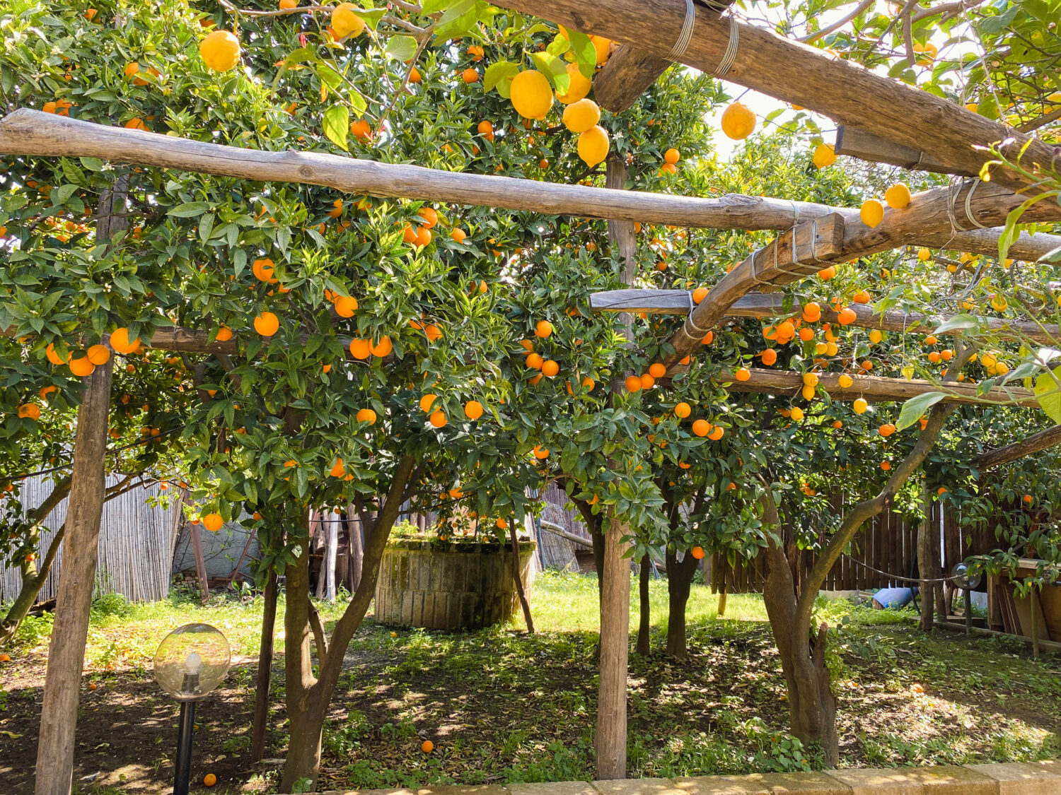 I Giardini Di Cataldo: Lemon Grove