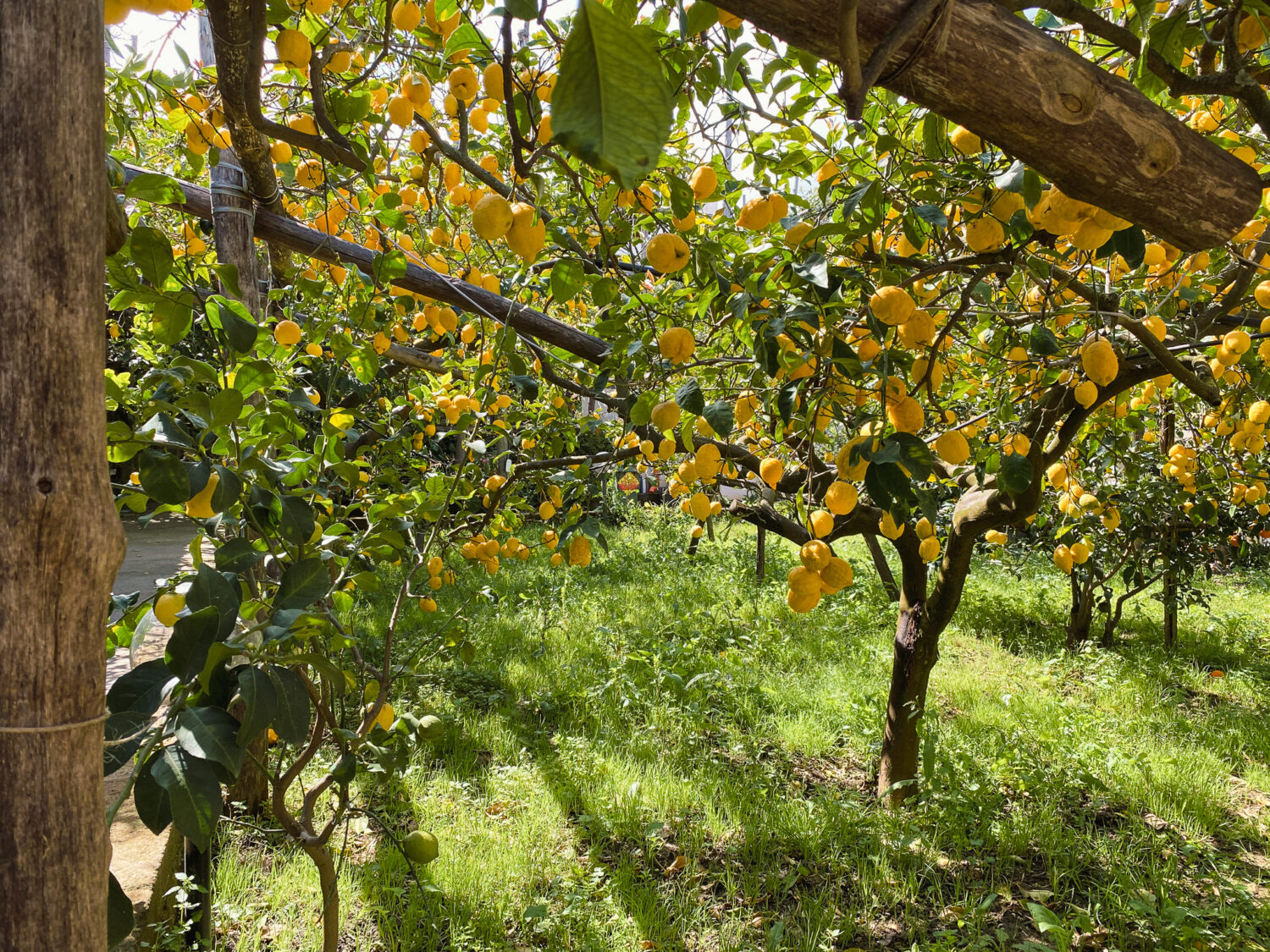 I Giardini Di Cataldo: Lemon Grove