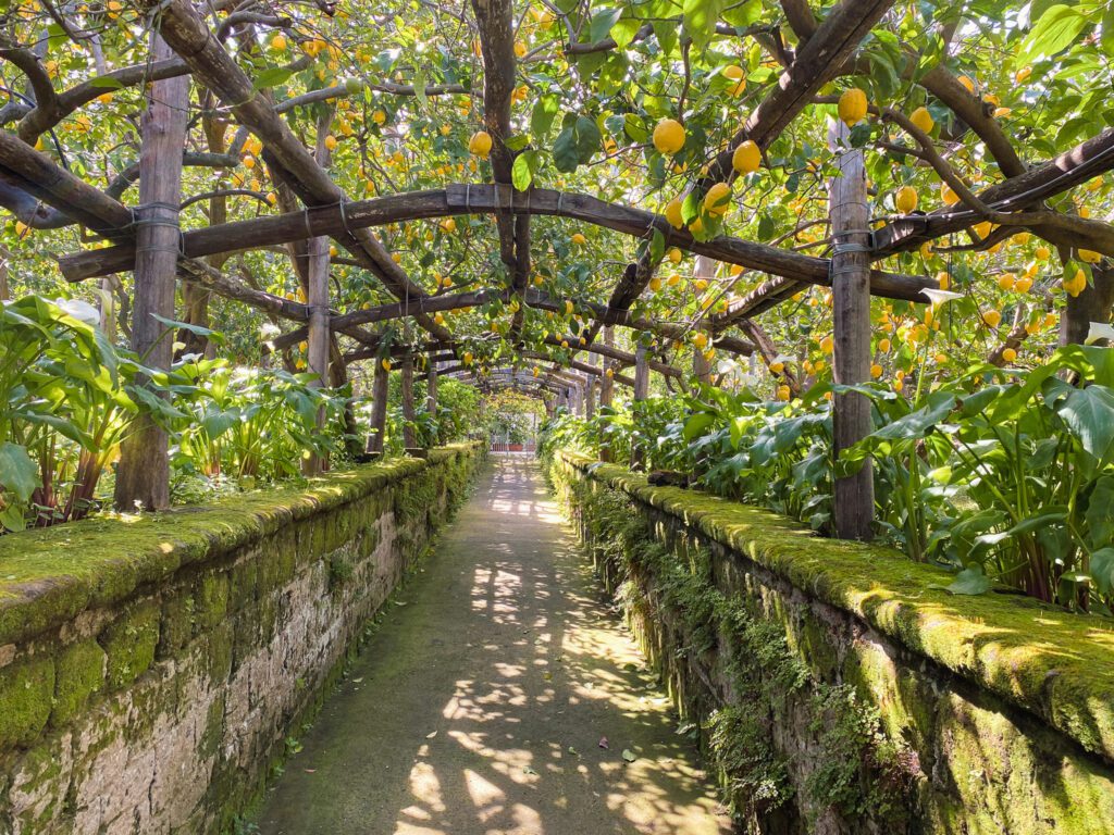 I Giardini Di Cataldo: A walkthrough Lemon Grove