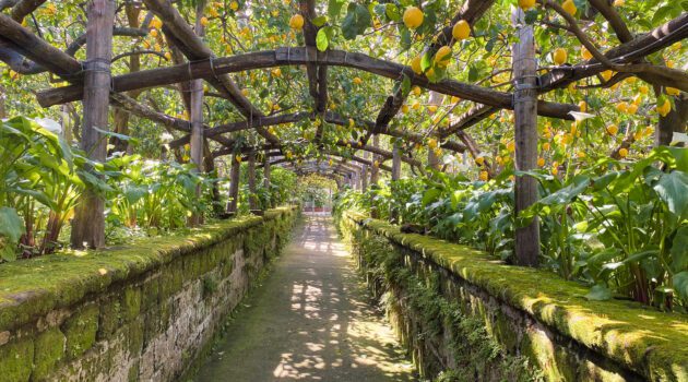 I Giardini Di Cataldo: A walkthrough Lemon Grove